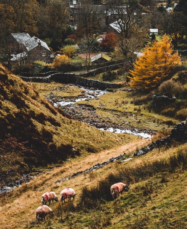 The farm and relaxed surroundings in the country side where the restaurant is located.